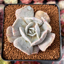 Echeveria 'Lilacina' Mutated 2" Succulent Plant