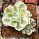 Echeveria 'Lemon Lime' Variegated 3" Succulent Plant