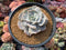 Echeveria 'Lilacina' Mutated 4" Powdery Succulent Plant