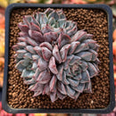 Echeveria 'Purple Lydia' 2" Cluster Succulent Plant