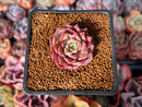 Echeveria 'Shani' 1" Succulent Plant