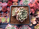 Echeveria Agavoides 'Prima' 2" Cluster Succulent Plant