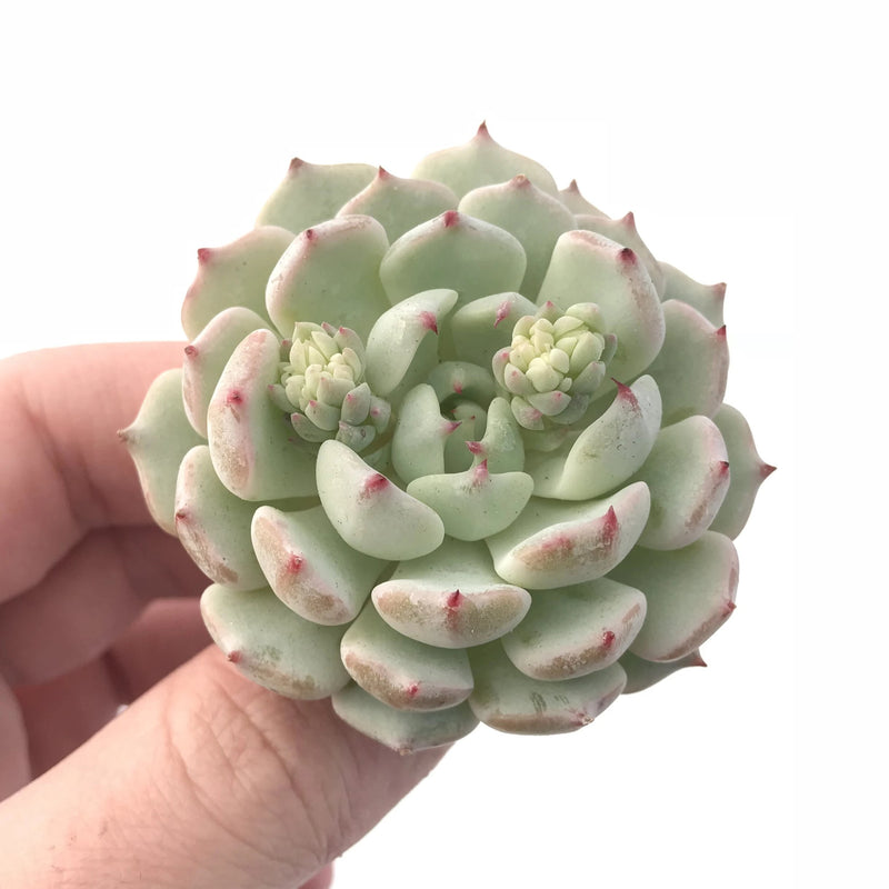 wild succulent plants Echeveria 'Wild Rose' 1” Rare Succulent Plant – True Succulents Plant Co