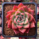 Echeveria Agavoides 'Prolifera' 2" Succulent Plant