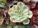 Echeveria 'Compton Carousel' 2"-3" Variegated Succulent Plant