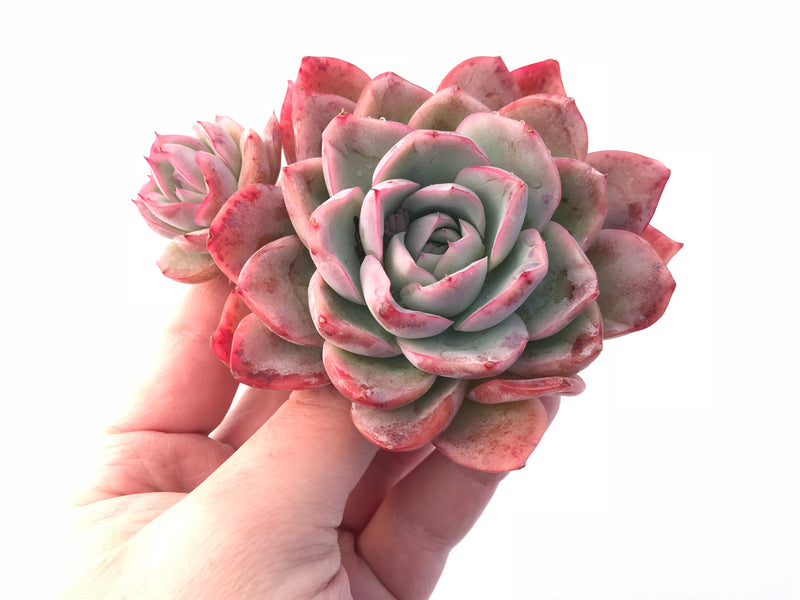 raspberry ice succulent Echeveria Raspberry Ice Extra Large 4" Rare Succulent Plant – True Succulents Plant Co