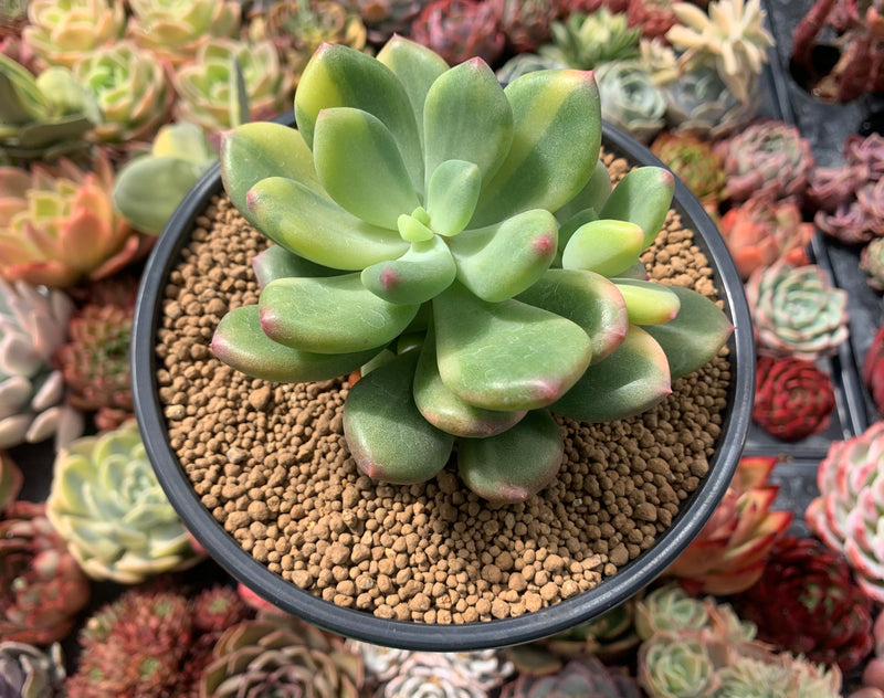 Pachyphytum 'Doctor Cornelius' Variegated 4