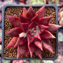 Echeveria Agavoides 'Fire Eagle' 2" New Hybrid Succulent Plant