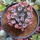 Echeveria 'Trumpet Pinky' 3"-4" Succulent Plant