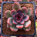 Echeveria 'Black Rose' Hybrid 2" Succulent Plant