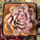 Echeveria 'Charming Stone' 2"-3" *Blemished* Succulent Plant