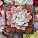 Echeveria 'Pink Spot' 1" Succulent Plant