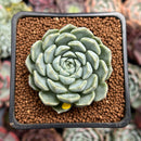 Echeveria 'Cream Sara' 2" Air Magic Hybrid Succulent Plant