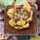 Echeveria 'Cherry Bomb' 2" Air Magic Hybrid Succulent Plant