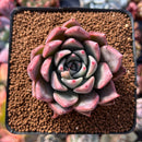 Echeveria 'Felipeso' 2" Succulent Plant
