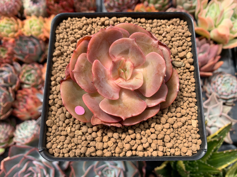 succulent and sunshine Echeveria 'Sunshine' New Hybrid 2" Succulent Plant – True Succulents Plant Co