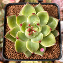 Echeveria Agavoides 'Blue Dragon' 2" Succulent Plant