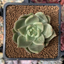 Echeveria Agavoides 'Latale' 2" Succulent Plant