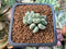 Conophytum 'Chowbanier' 1/2"-1" Succulent Plant