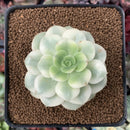 Echeveria 'Nicksana' Variegated 2" Succulent Plant