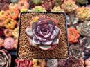 Echeveria 'Mirine' 1"-2" Succulent Plant