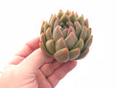 Echeveria Agavoides Wax 2”-3” Large Rare Succulent Plant