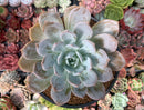 Echeveria 'White One' 3"-4" Succulent Plant