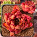 Echeveria Agavoides 'Loreima' 3" Succulent Plant