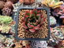 Echeveria Agavoides sp. 1" Succulent Plant