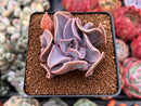 Echeveria 'Perle von Nurnberg' Trumpeting Form (Not Trumpet Pinky) 2" Succulent Plant