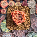 Echeveria sp. 1" Succulent Plant