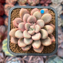 Echeveria 'Polari Heart' 2" Succulent Plant