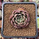 Echeveria Agavoides 'Red Q' 1" Succulent Plant