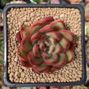 Echeveria Agavoides 'Hongbi' 2"-3" Succulent Plant