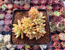 Echeveria Agavoides 'Maria' Crested 3" Succulent Plant