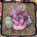 Echeveria 'Suyon Frill' Variegated 2" Succulent Plant