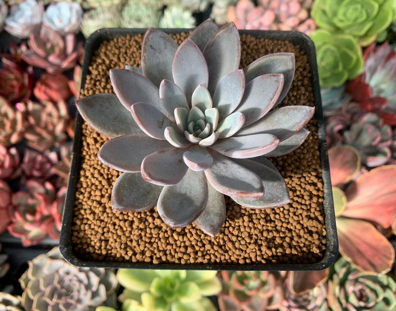 lulu succulents Echeveria 'Lulu' 2" New Hybrid Succulent Plant – True Succulents Plant Co