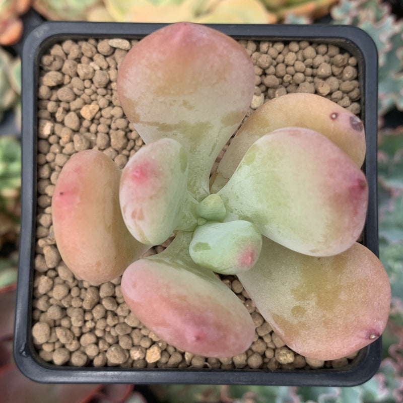 dr cornelius succulent Pachyphytum 'Doctor Cornelius' 2" Succulent Plant – True Succulents Plant  Co