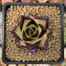 Echeveria Agavoides 'Gold Maria' Selected Clone 2" Succulent Plant