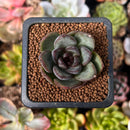 Echeveria 'Black Bear' 1" Succulent Plant