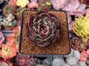 Echeveria Agavoides 'Eclipse' 2" Succulent Plant