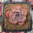 Echeveria 'Kerlean' 1" Succulent Plant