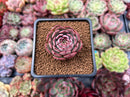 Echeveria 'Jetta' 1" Succulent Plant