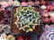 Echeveria 'Revolution' 1" Succulent Plant