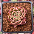 Echeveria Agavoides sp. 1" Succulent Plant