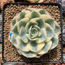 Echeveria 'Compton Carousel' Variegated 3"-4" Succulent Plant