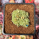 Echeveria 'Rachel' Crested 1" Succulent Plant