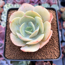 Echeveria 'Drawing' 2"-3" Succulent Plant