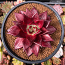 Echeveria Agavoides 'Luming' 3"-4" Succulent Plant