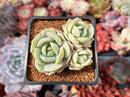 Echeveria sp. Cluster 1"-2" Succulent Plant